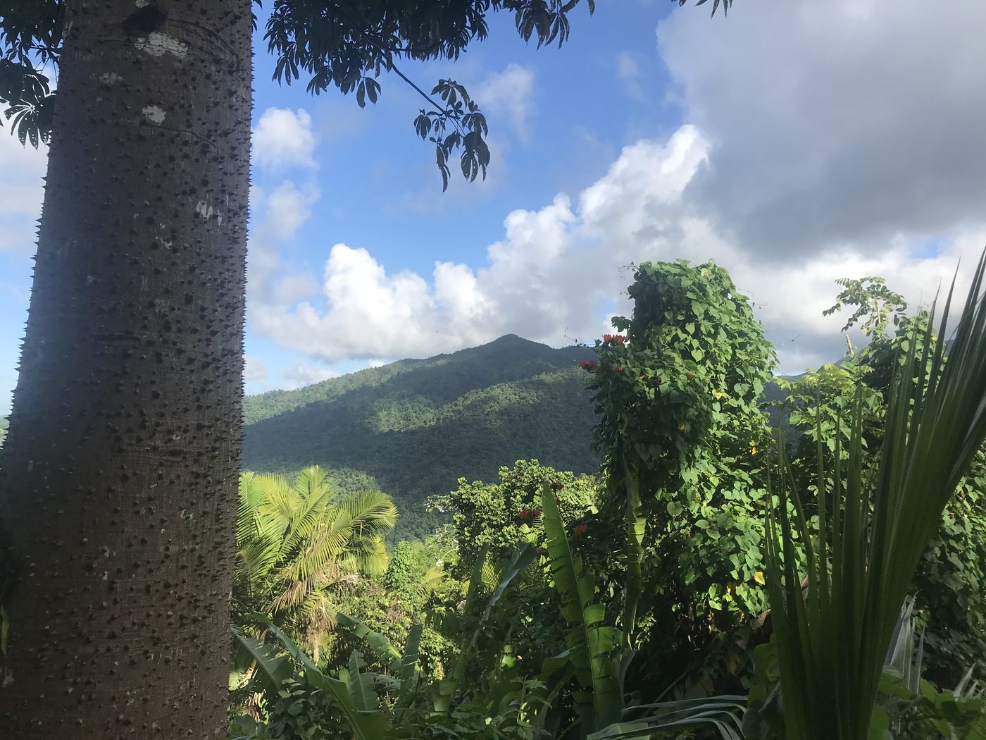 Forested mountains and palms in the Puerto Rican interior, seen past the trunk of a ceiba tree.